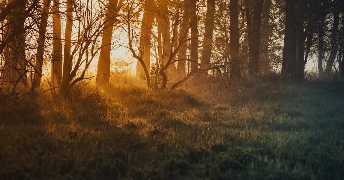 Clorofila y Ansiedad
